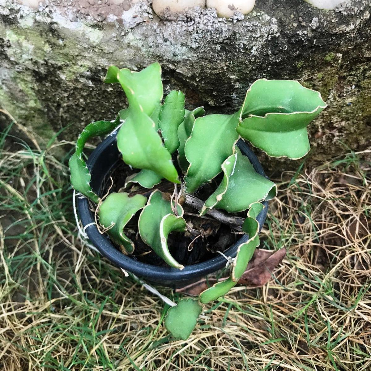 Green Epiphyllum Seeds for Planting  Non-GMO Organic Garden Seeds, High Germination