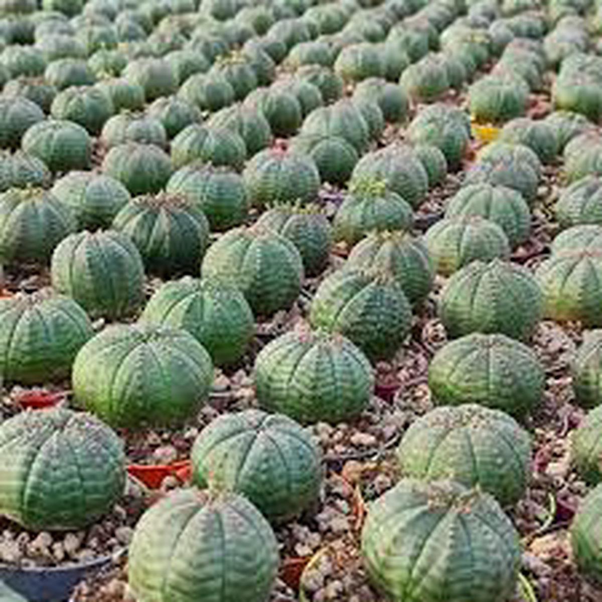 Green Euphorbia Obesa Flower seeds for Planting – Perfect for Borders, Heirloom & GMO Free Seeds for Home Garden