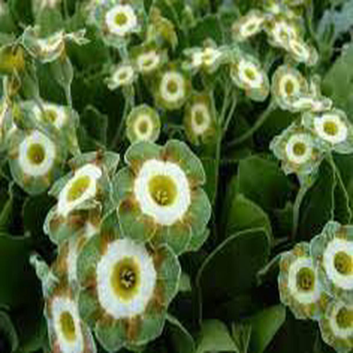 Green Shade Auricula Seeds for Planting Organic Heirloom Non-GMO High Germination Organic Garden Seeds