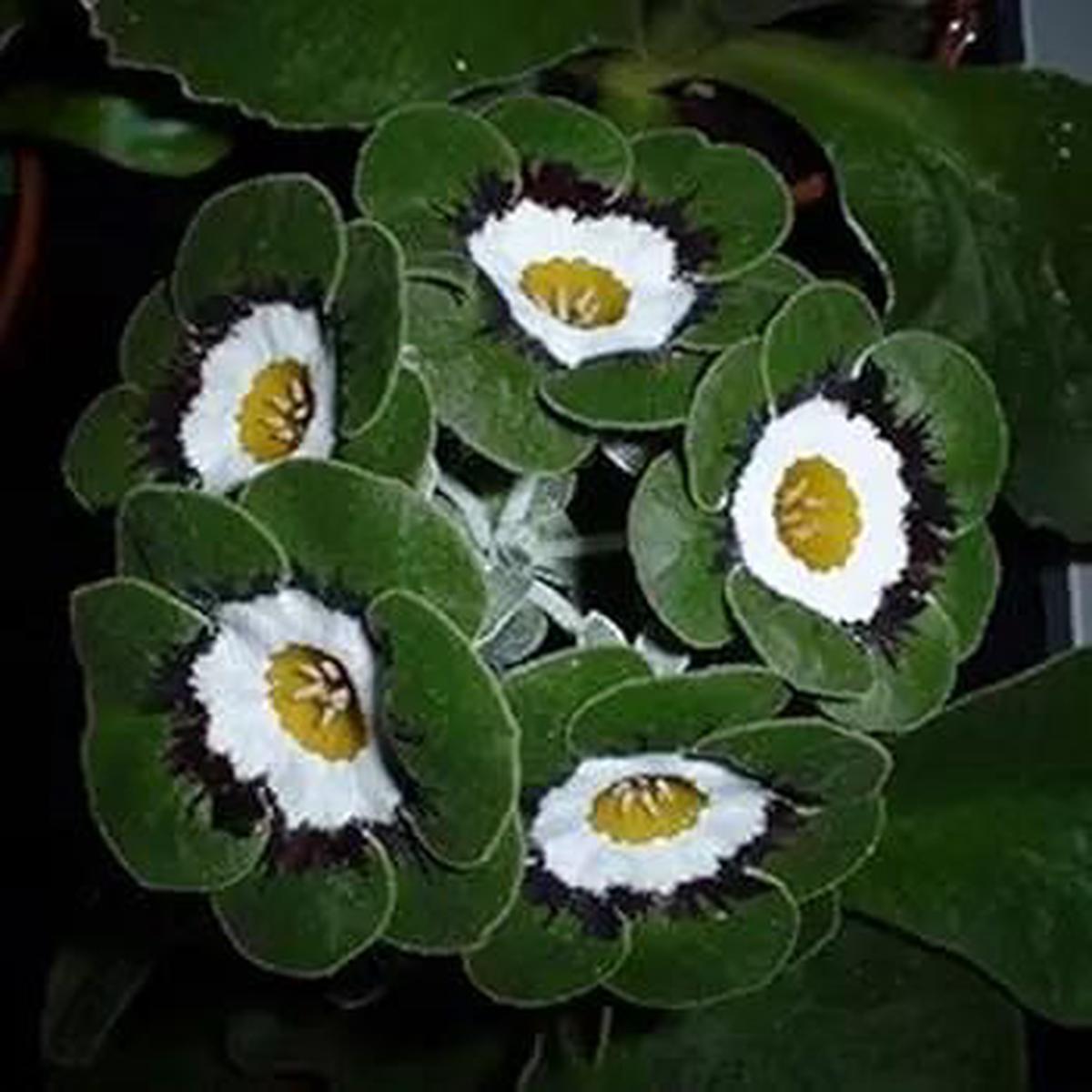 Green White Primrose Flower Seeds for Planting  NON GMO Seeds