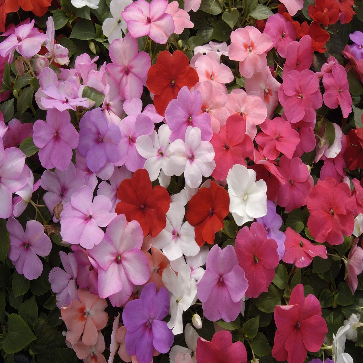 Guinea Flower Seeds for Planting  Heirloom, Non-GMO, Shade Tolerant, Organic Garden Seeds
