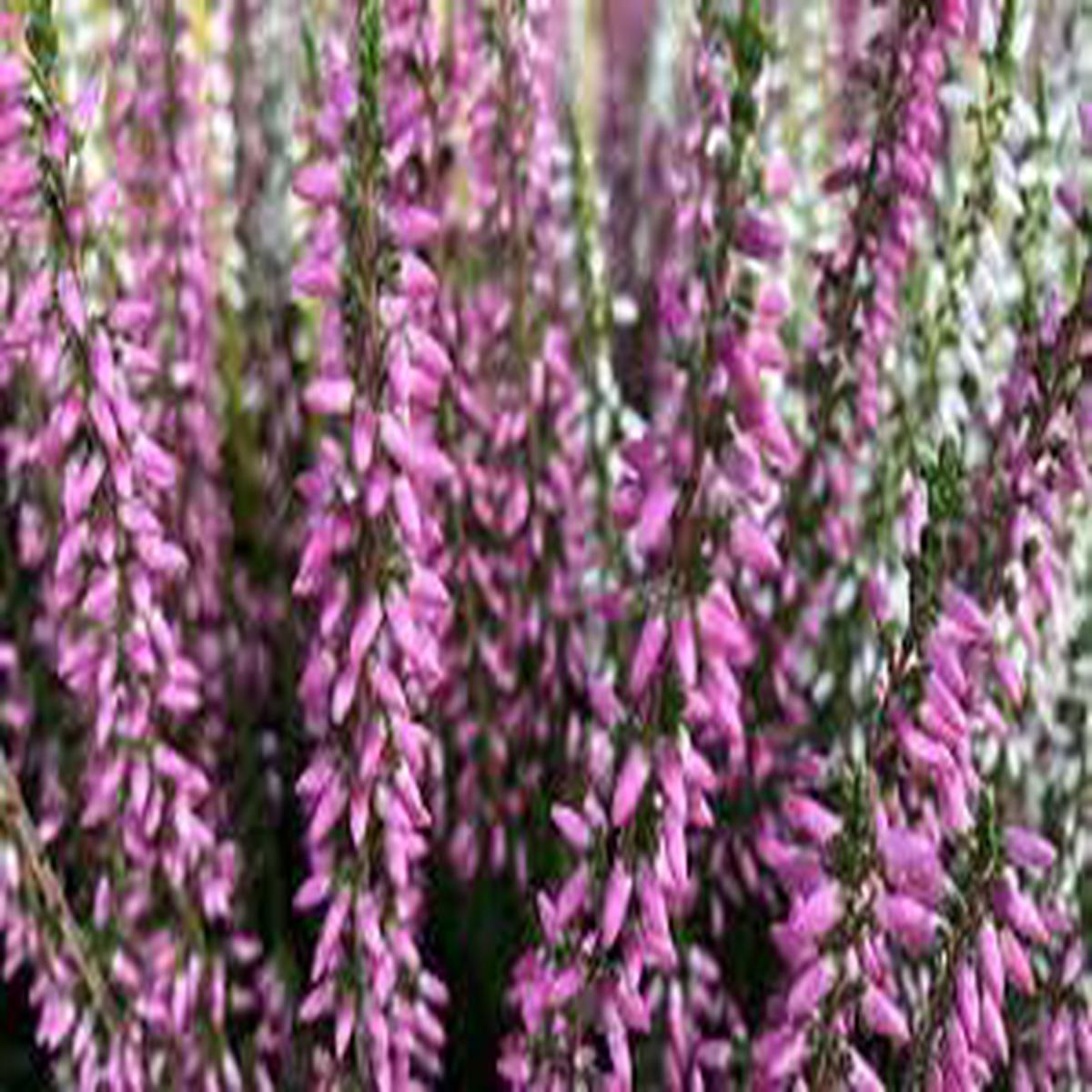Heather Flower seeds for Planting – Cottage Garden Essential, Heirloom & GMO Free Seeds for Home Garden