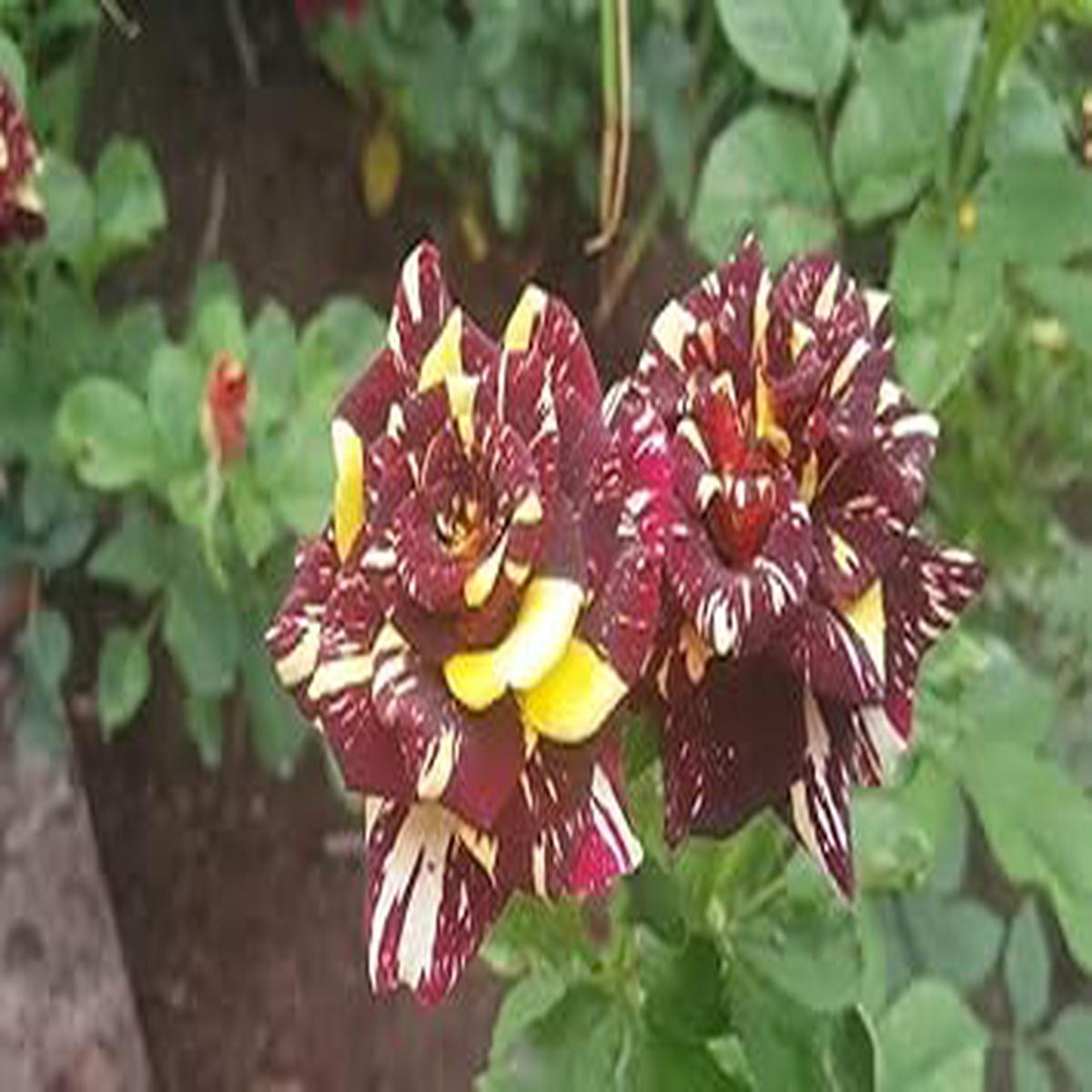 Heirloom Abracadabra Flower Seeds  Non-GMO, High Germination Organic Garden Seeds