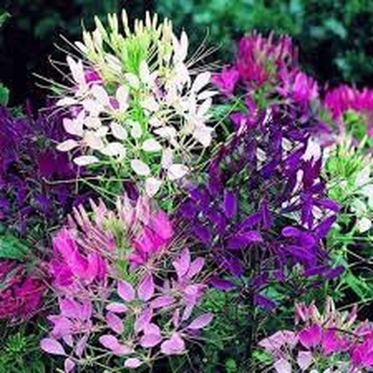Heirloom Cleome Flower seeds for Planting Pollinator Friendly Heirloom & GMO Free Seeds for Home Garden