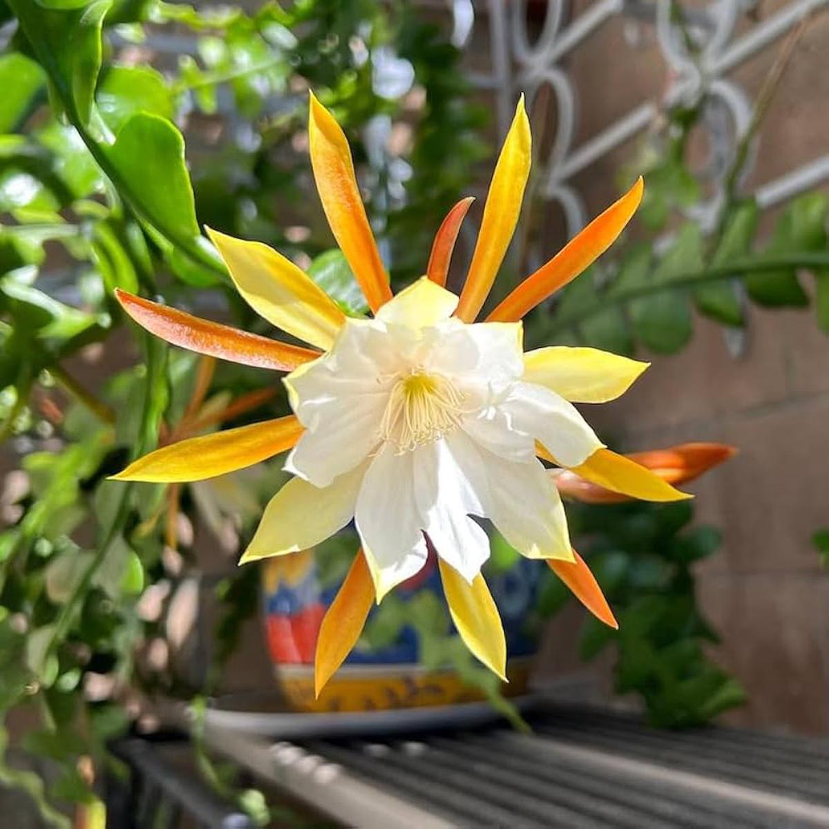 Heirloom Non-GMO Epiphyllum Flower Seeds for Planting  Exotic Night-Blooming Cactus Seeds