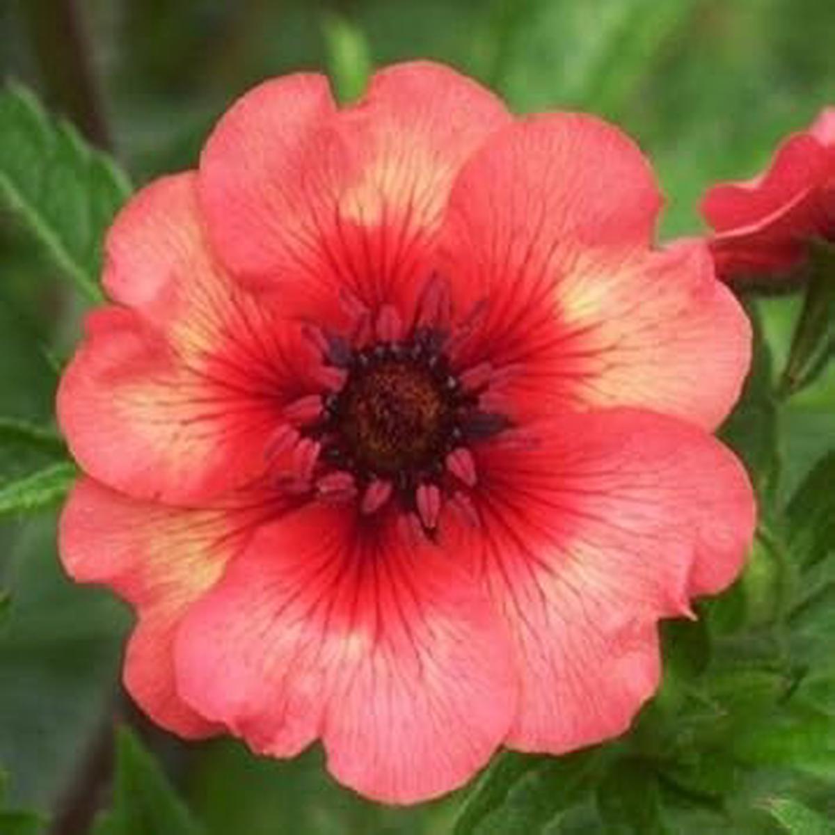 Heirloom Non-GMO Red Willmott Flower Seeds for Planting  Brilliant Blooms for Colorful Garden Displays