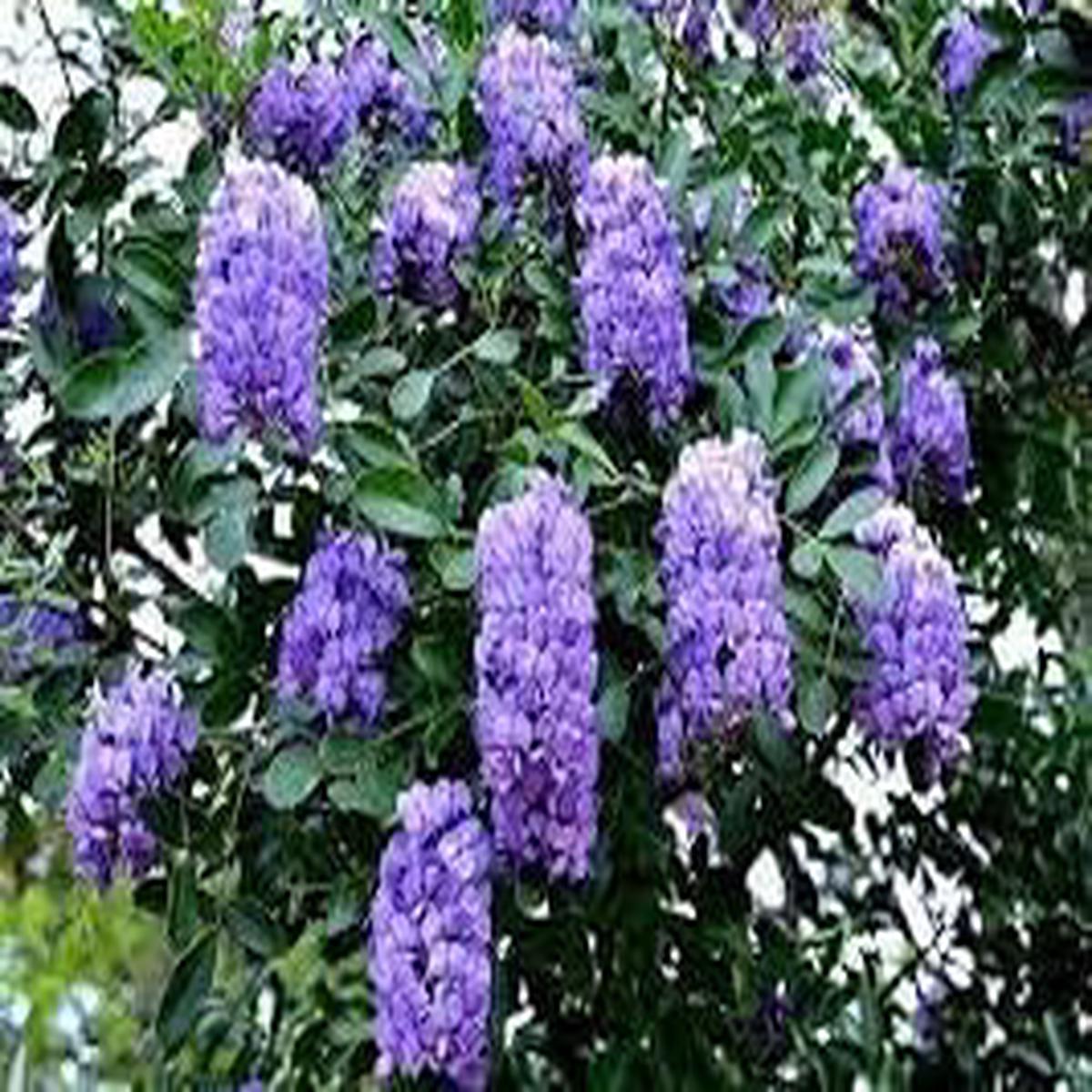 Heirloom Non-GMO Sophora Secundiflora Flower Seeds for Planting  Fragrant Blooms for Xeriscape Gardens