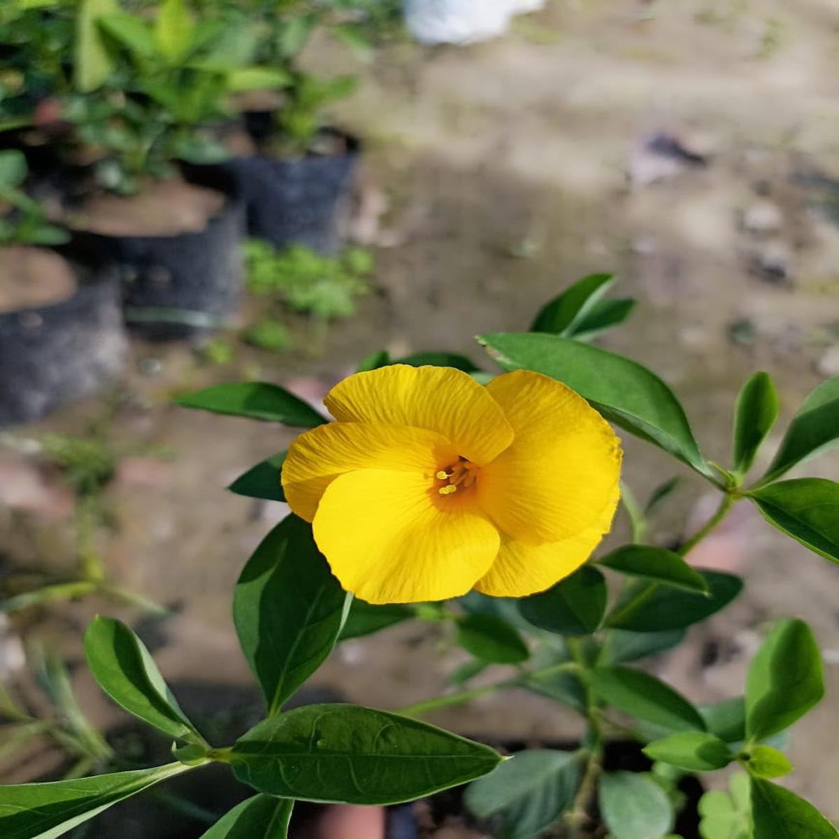 Heirloom Non-GMO Yellow Flax Hybrid Flower Seeds for Planting  High Germination Organic Garden Seeds