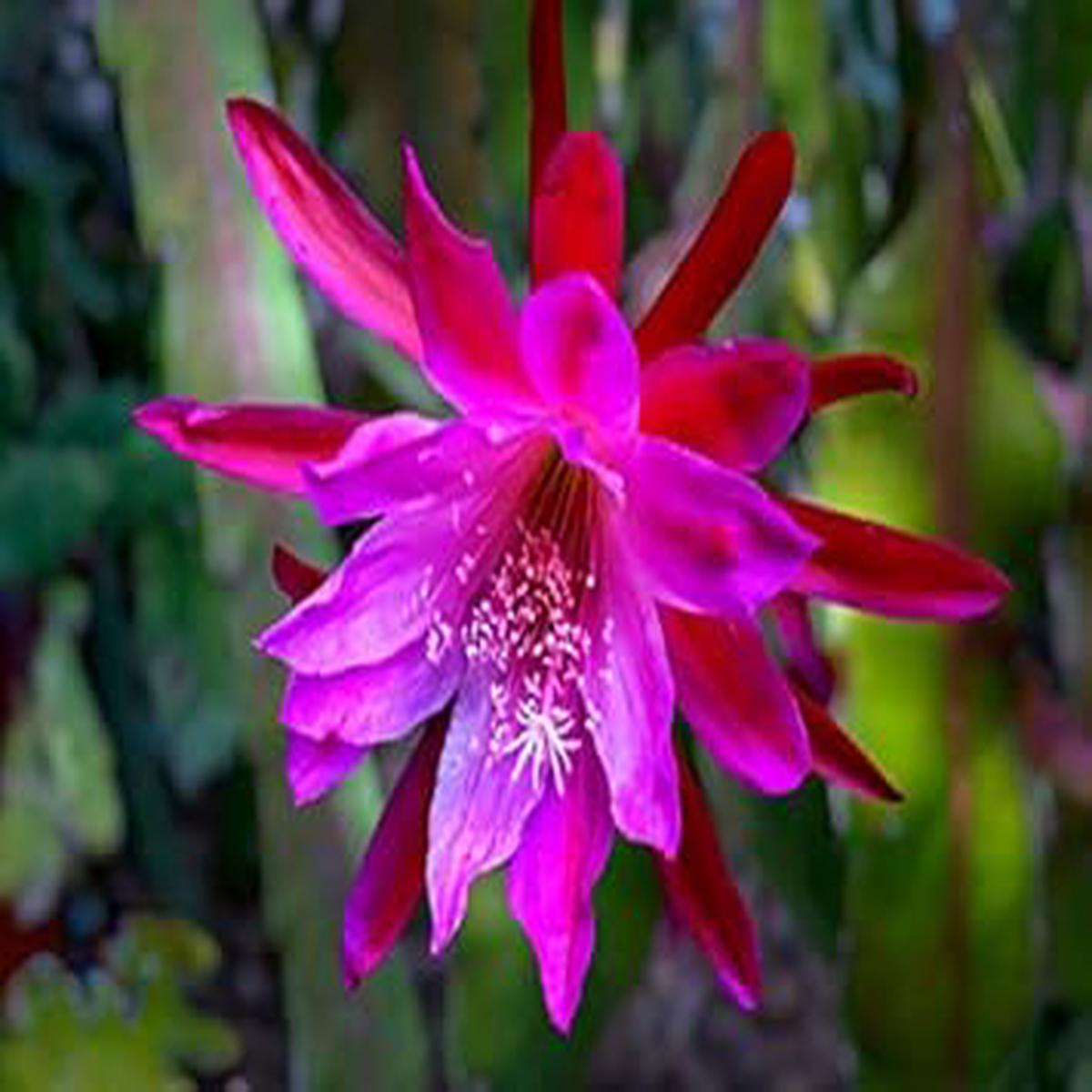 Heirloom Pink Epiphyllum Oxypetalum Flower Seeds for Planting  Non-GMO, Rare Fragrant Night Blooms