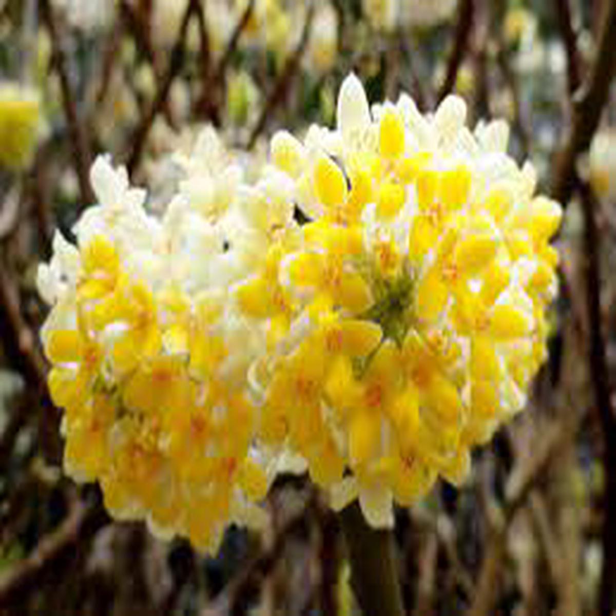 Heirloom Yellow Edgeworthia Flower seeds for Planting Hardy Variety Heirloom & GMO Free Seeds for Home Garden