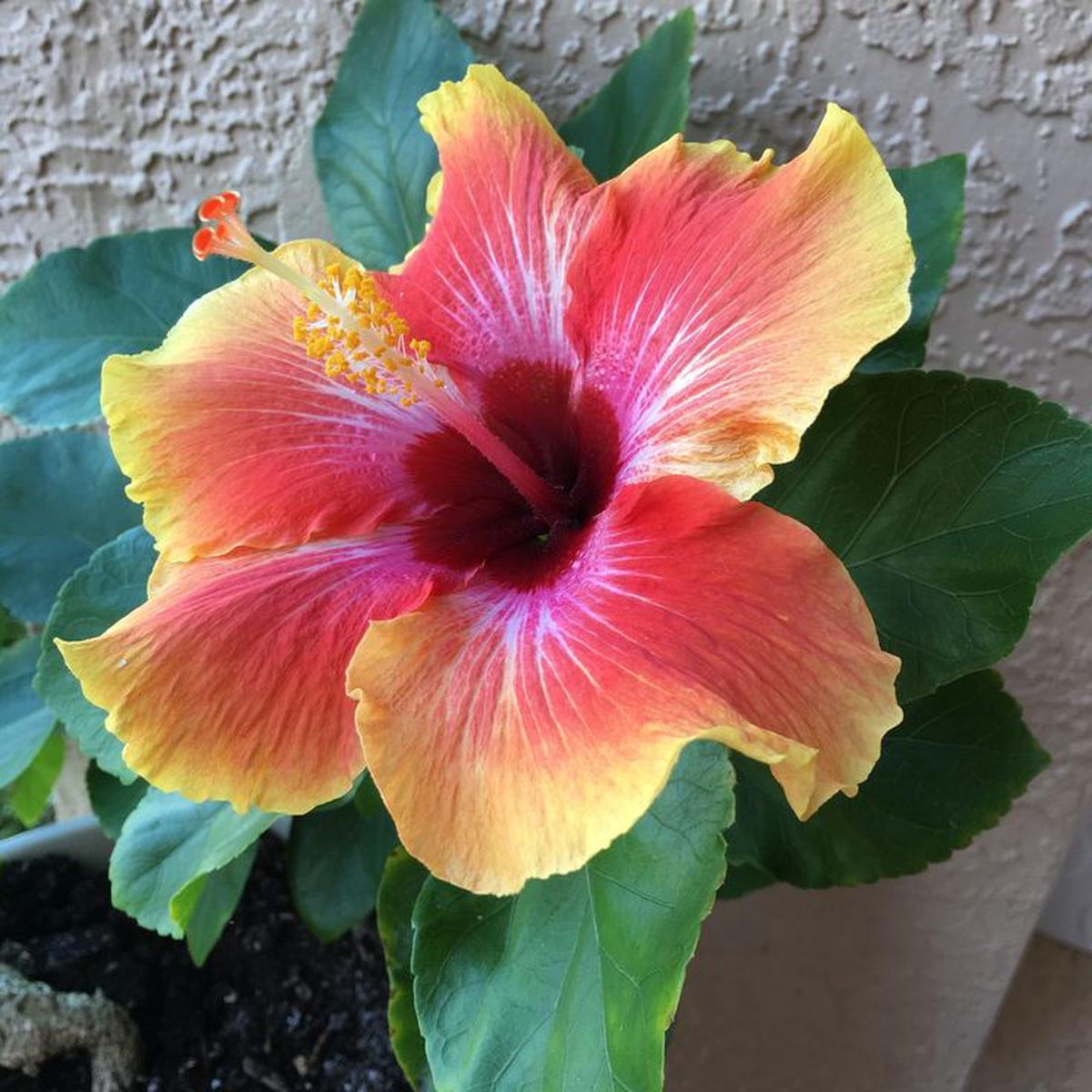 Hibiscus Flower seeds for Planting Compact Growth Heirloom & GMO Free Seeds for Home Garden