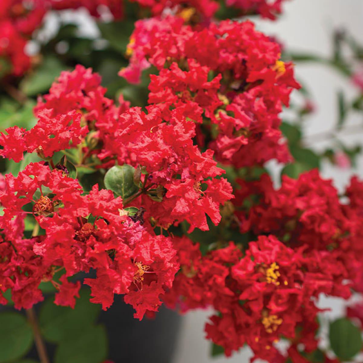 Lagerstroemia Flower Seeds for Planting  Shade Tolerant, Heirloom, Non-GMO, High Germination