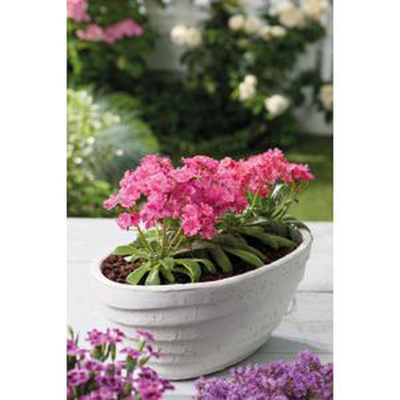 Lewisia Elise Ruby Red – 5 seeds