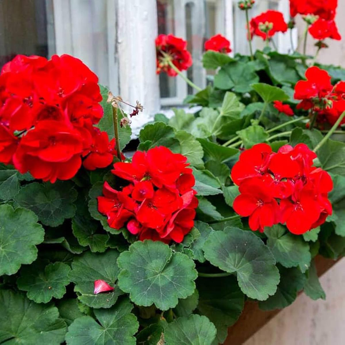 Light Red Geranium Flower Seeds for Planting  Vibrant Blooms, Heirloom Non-GMO High Germination Organic Garden Seeds