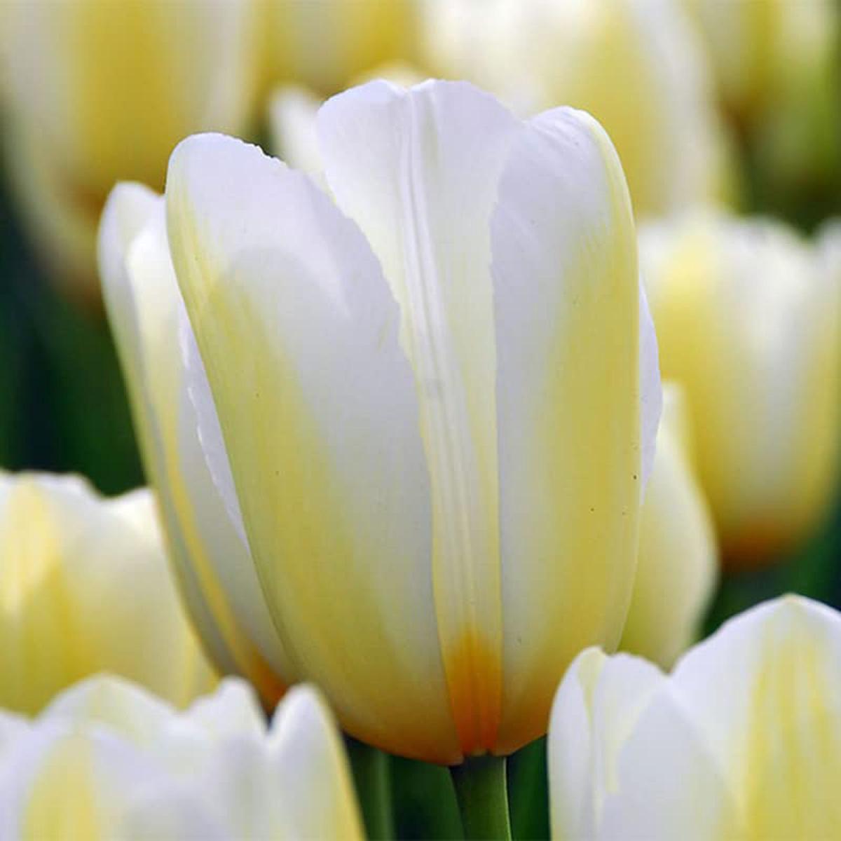 Light Yellow Tulip Flower Seeds for Planting Heirloom Non-GMO, High Germination Organic Garden Seeds