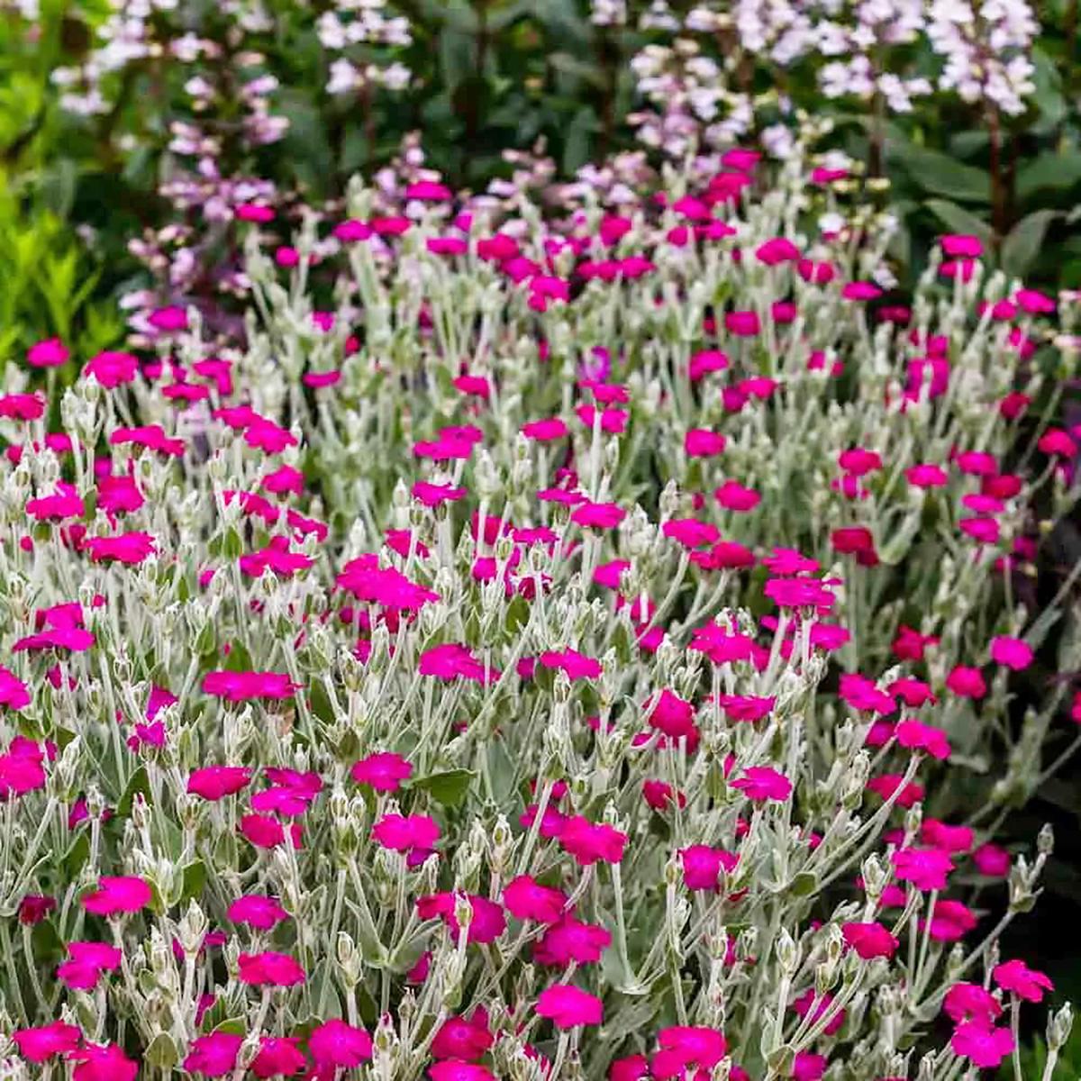 Lychnis Rosette Flower Seeds  Charming Perennial with Clusters of Color