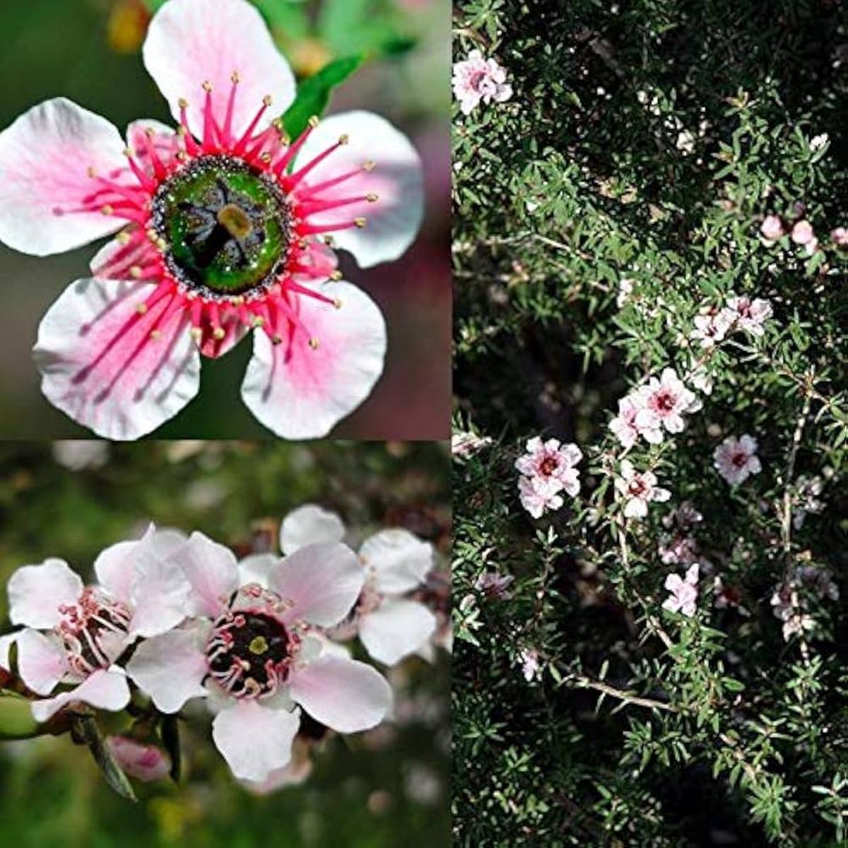 Manuka Flower Seeds for Planting | Heirloom Non-GMO High Germination Organic Garden Seeds