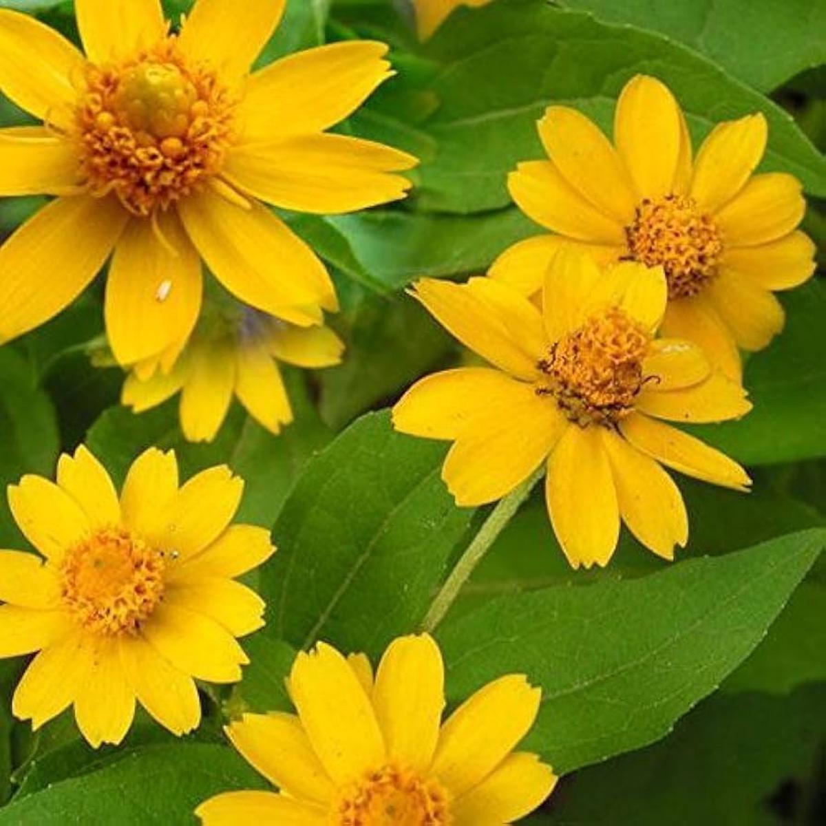 Melampodium Flower Seeds for Planting  Vibrant Colors Heirloom Non-GMO High Germination Organic Garden Seeds