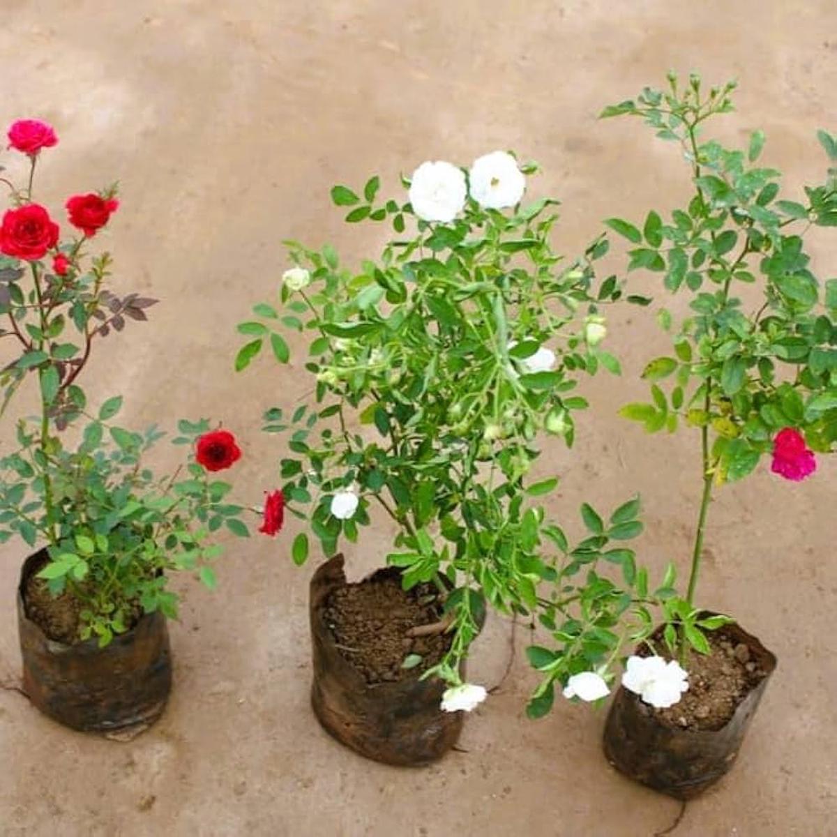 Miniature Rose Rosa spp. Seeds for Planting – Ideal for Flower Bed & Home Garden