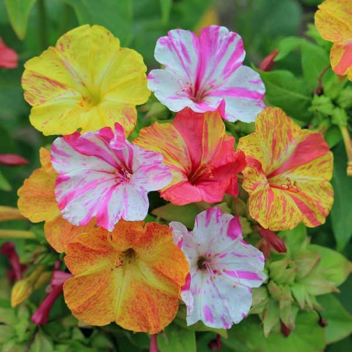 Mirabilis Flower Seeds for Planting Wildflower Mix, Heirloom GMO Free (Non-GMO), High Germination Organic Garden Seeds