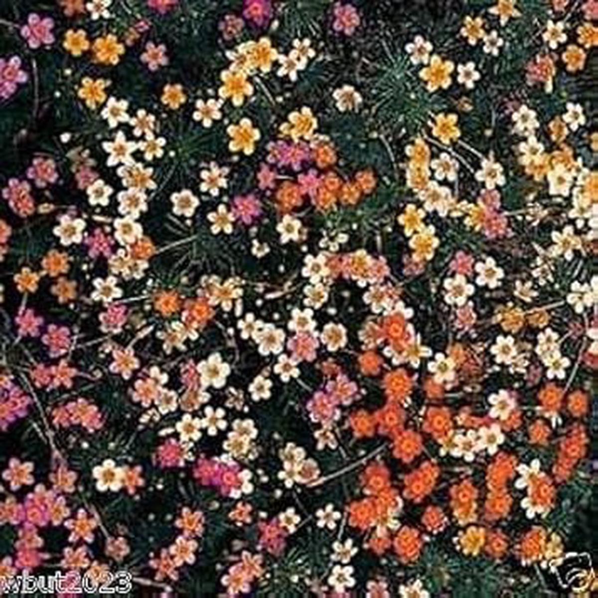 Mix Leptosiphon Flower seeds for Planting – Low Maintenance, Heirloom & GMO Free Seeds for Home Garden