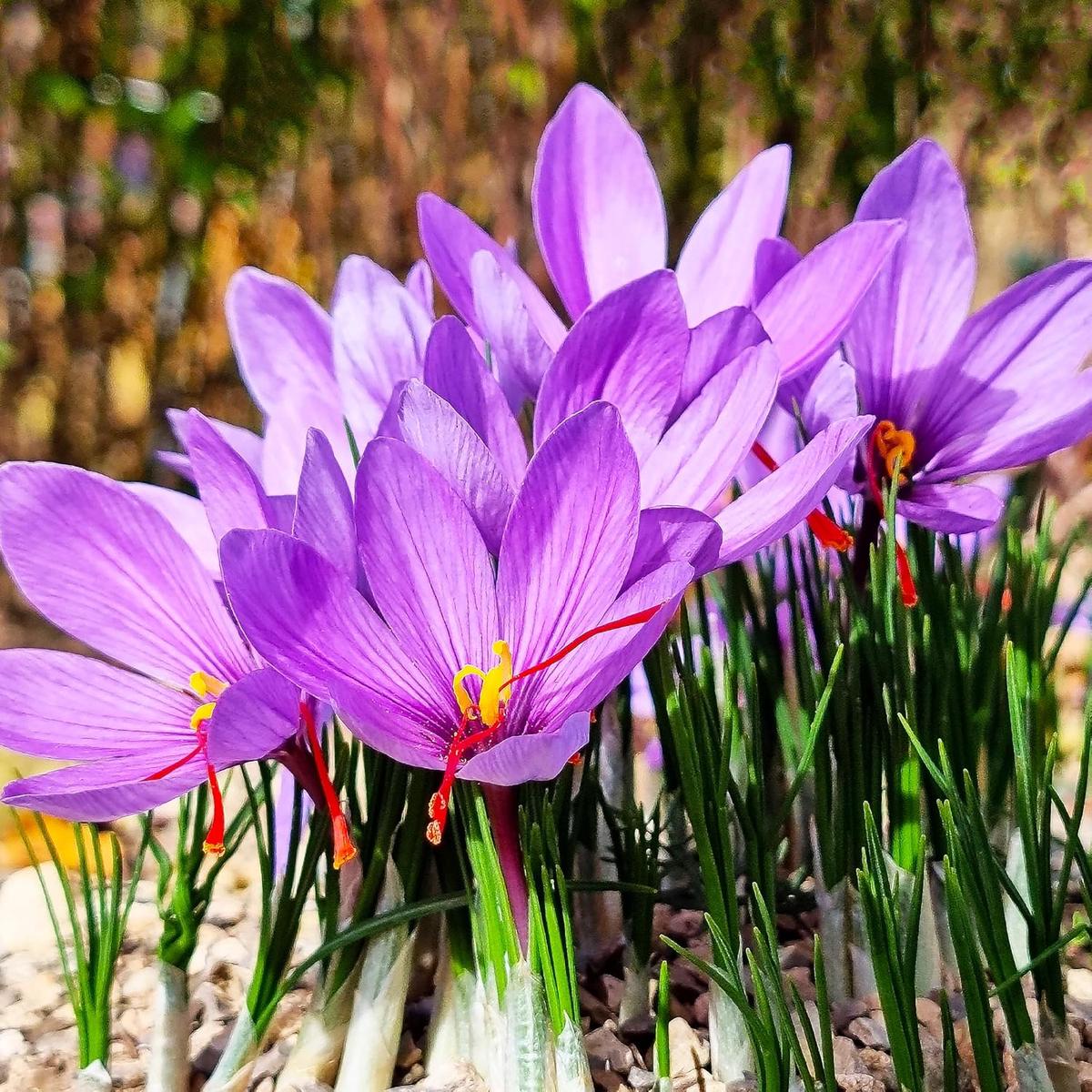 Mixed Crocus Flower Seeds for Planting Heirloom, Non-GMO, High Germination Organic Garden Seeds