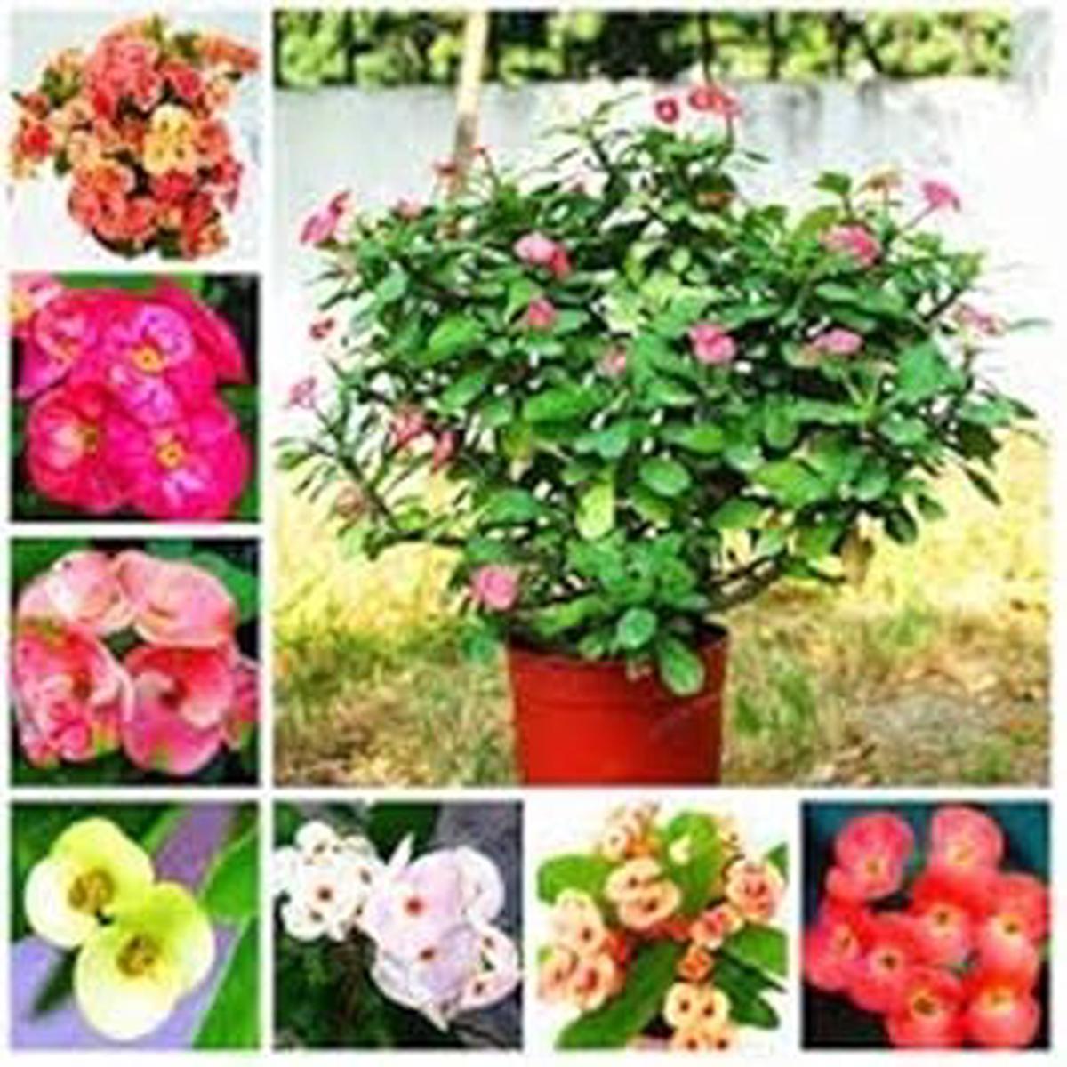 Mixed Euphorbia Milii Hybrid Flower Seeds for Planting  NON GMO Heirloom Seeds, High Germination, Organic Garden