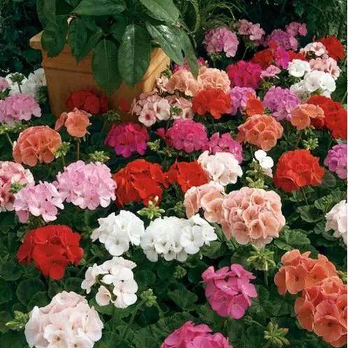 Mixed Geranium Flower Seeds for Planting  Drought Tolerant, Heirloom, Non-GMO, High Germination Organic Garden Seeds