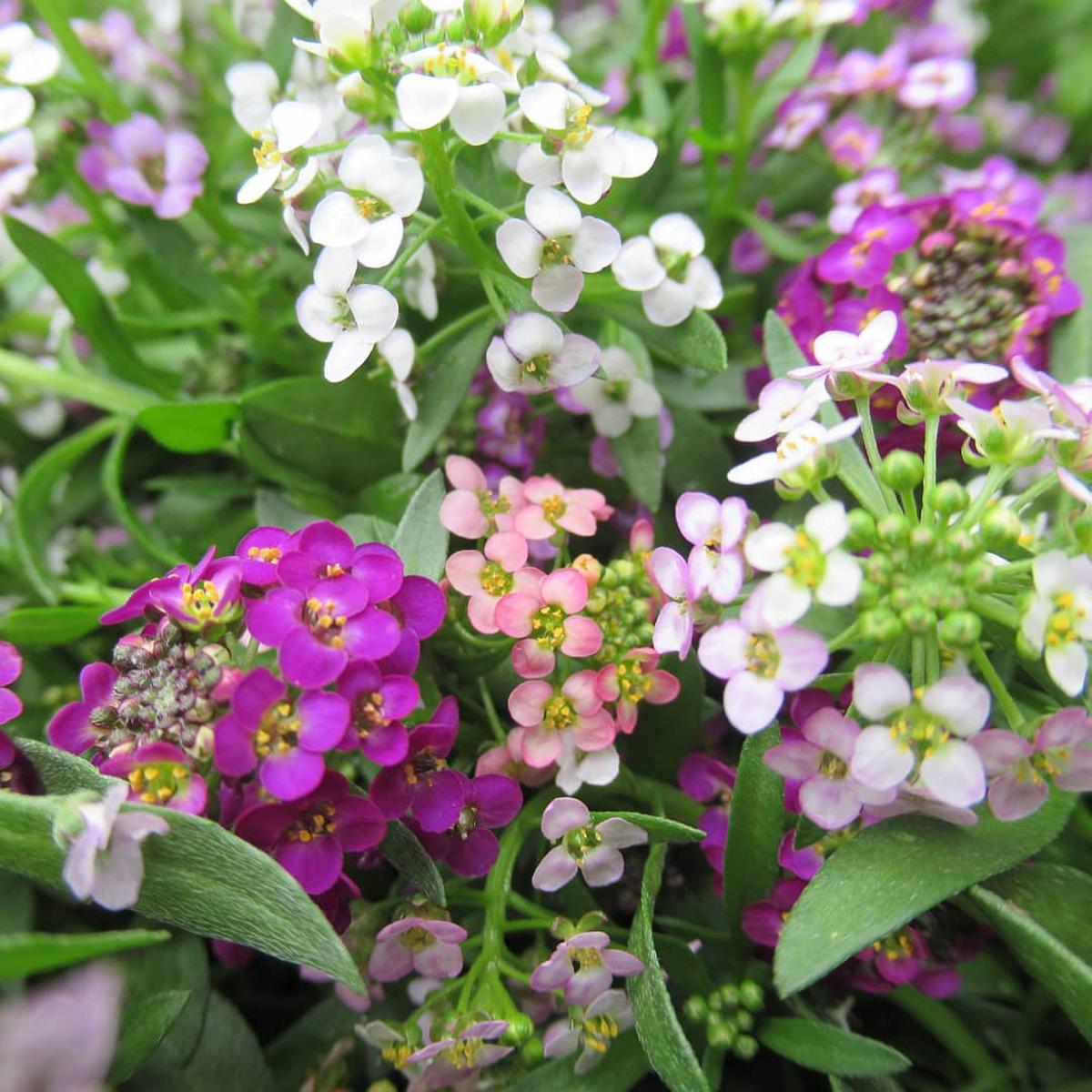 Mixed Lobularia Flower Seeds for Planting  Shade Tolerant, Heirloom, GMO Free Organic Garden Seeds