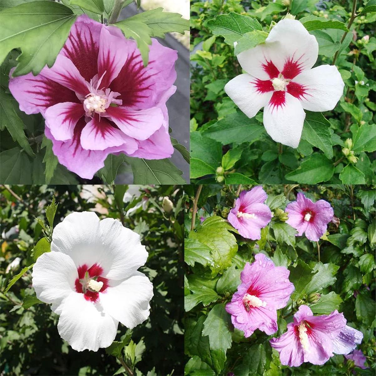 Mixed Rose of Sharon Flower Seeds for Planting Heirloom, Non-GMO, Easy to Grow, Perennial