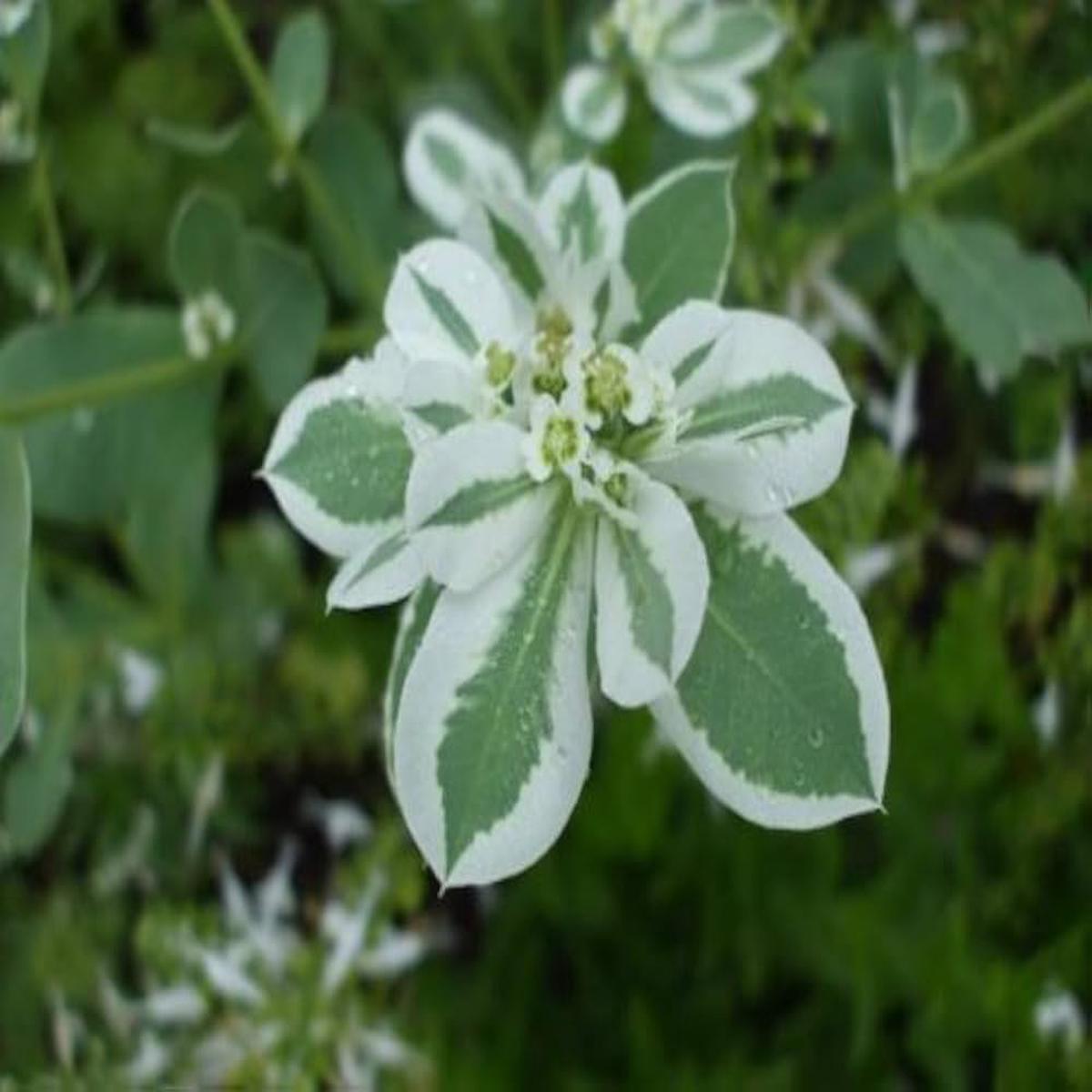 Mountain Euphorbia Marginata Plant Seeds for Planting in Garden