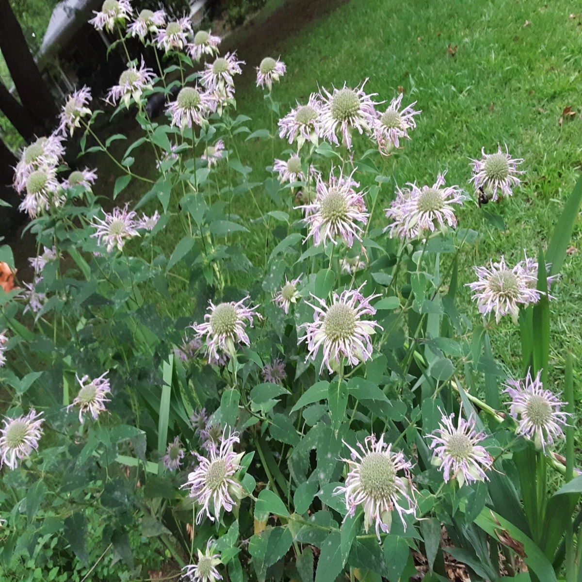 Native Wild Bee Balm Flower Seeds shades of pink Perennial US grown  Heirloom, Non-GMO, High Germination Organic Garden Seeds