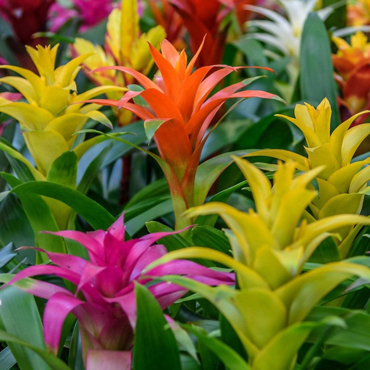Non-GMO Mixed Bromeliad Flower Seeds for Garden Planting  Exotic Tropical Blooms