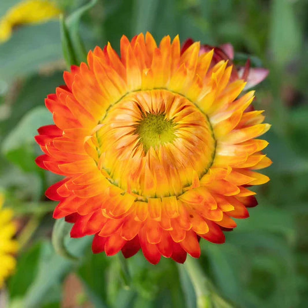 Orange Double Strawflower Seeds for Planting Vibrant Blooms