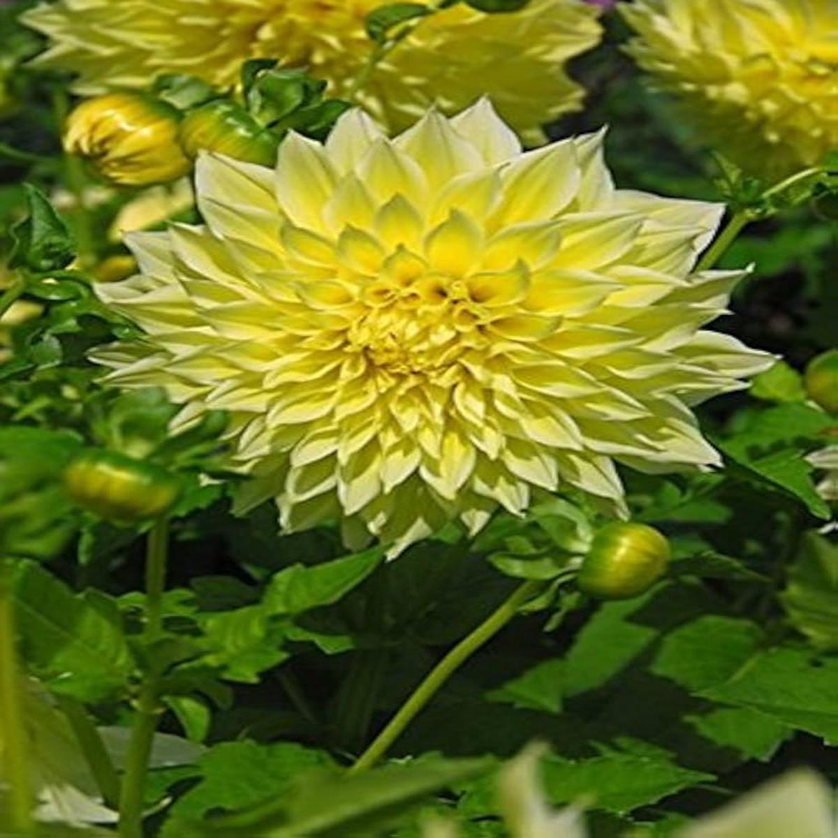 Orange Rose Flower Seeds for Planting  Cottage Garden Essential, Heirloom, Non-GMO, High Germination