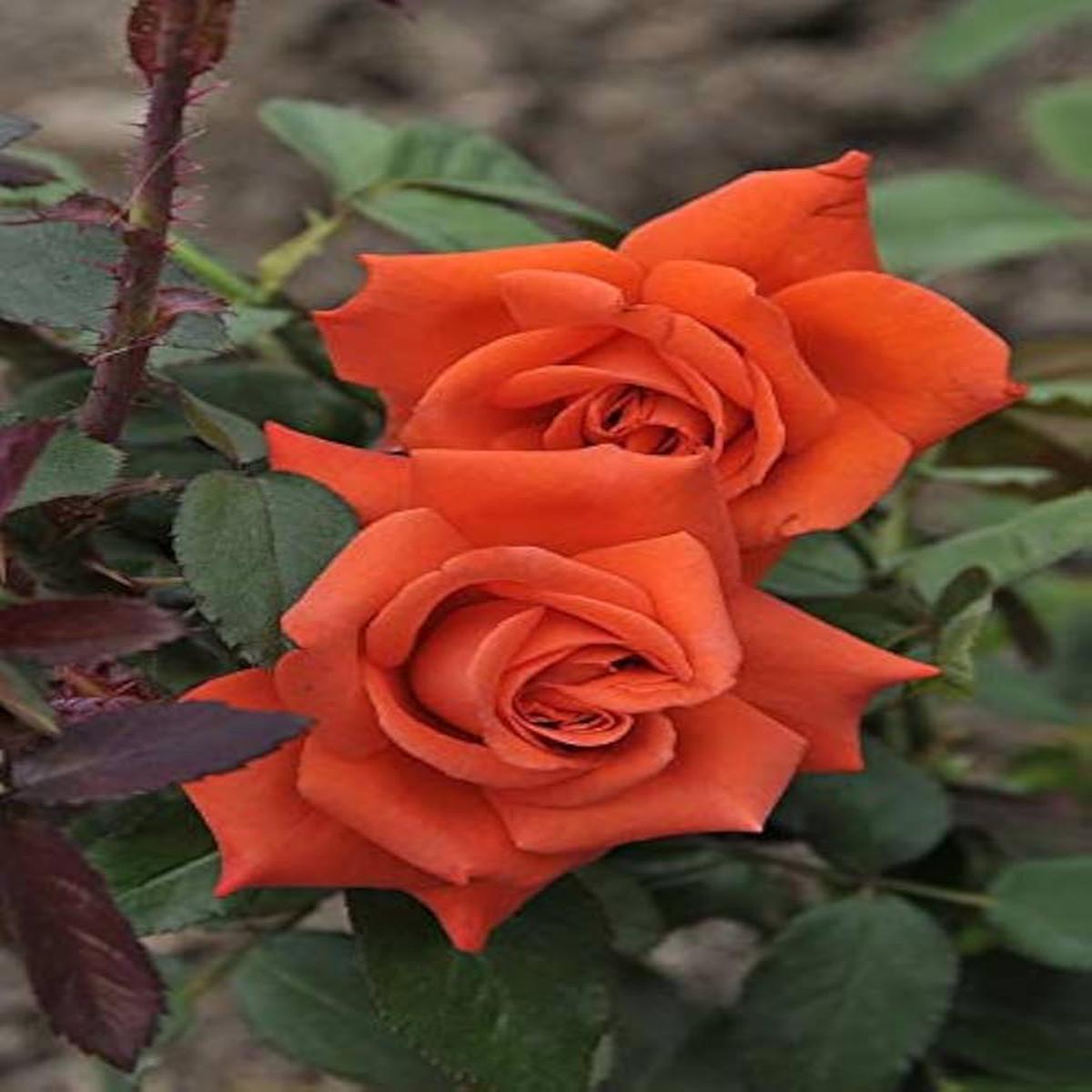 Orange Rose Flower Seeds for Planting Premium Heirloom, Non-GMO, High Germination Organic Garden Seeds