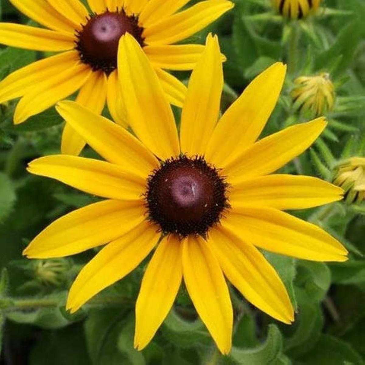Organic Heirloom Rudbeckia Flower Seeds for Planting Non-GMO Yellow Blooms, High Germination Perennial Garden Seeds