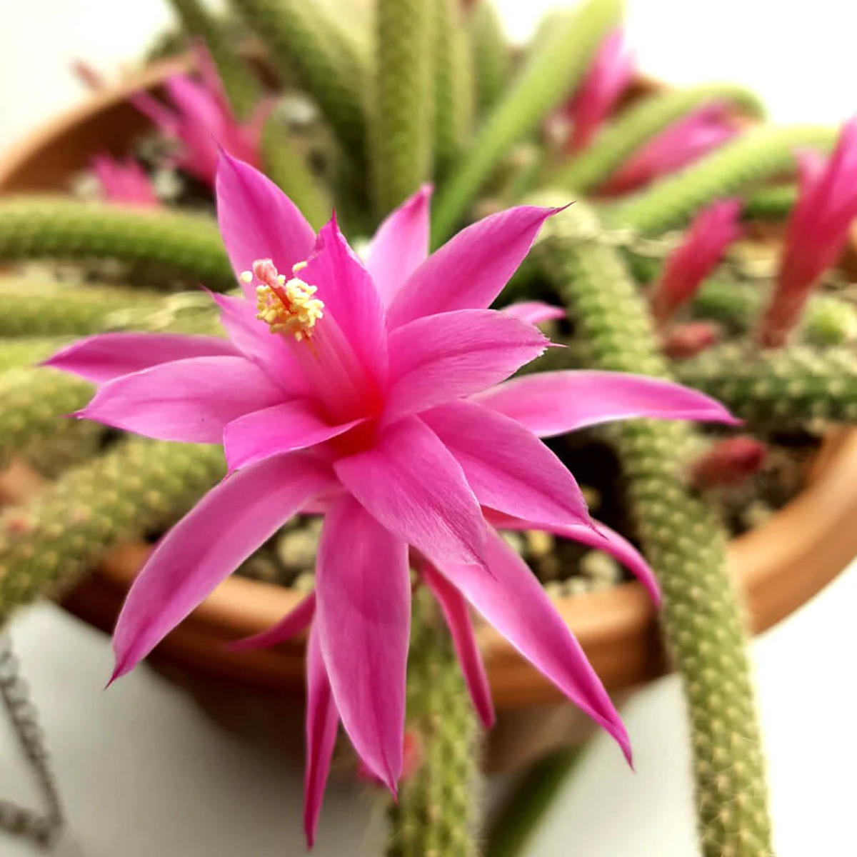 Organic Pink Flagelliformis Plant Seeds for Planting Heirloom, Non-GMO