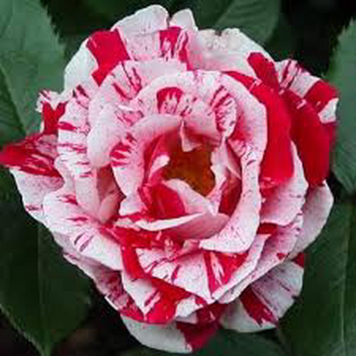 Osiria Rose Flower Seeds for Planting  Compact Growth, Heirloom, Non-GMO & High Germination Seeds