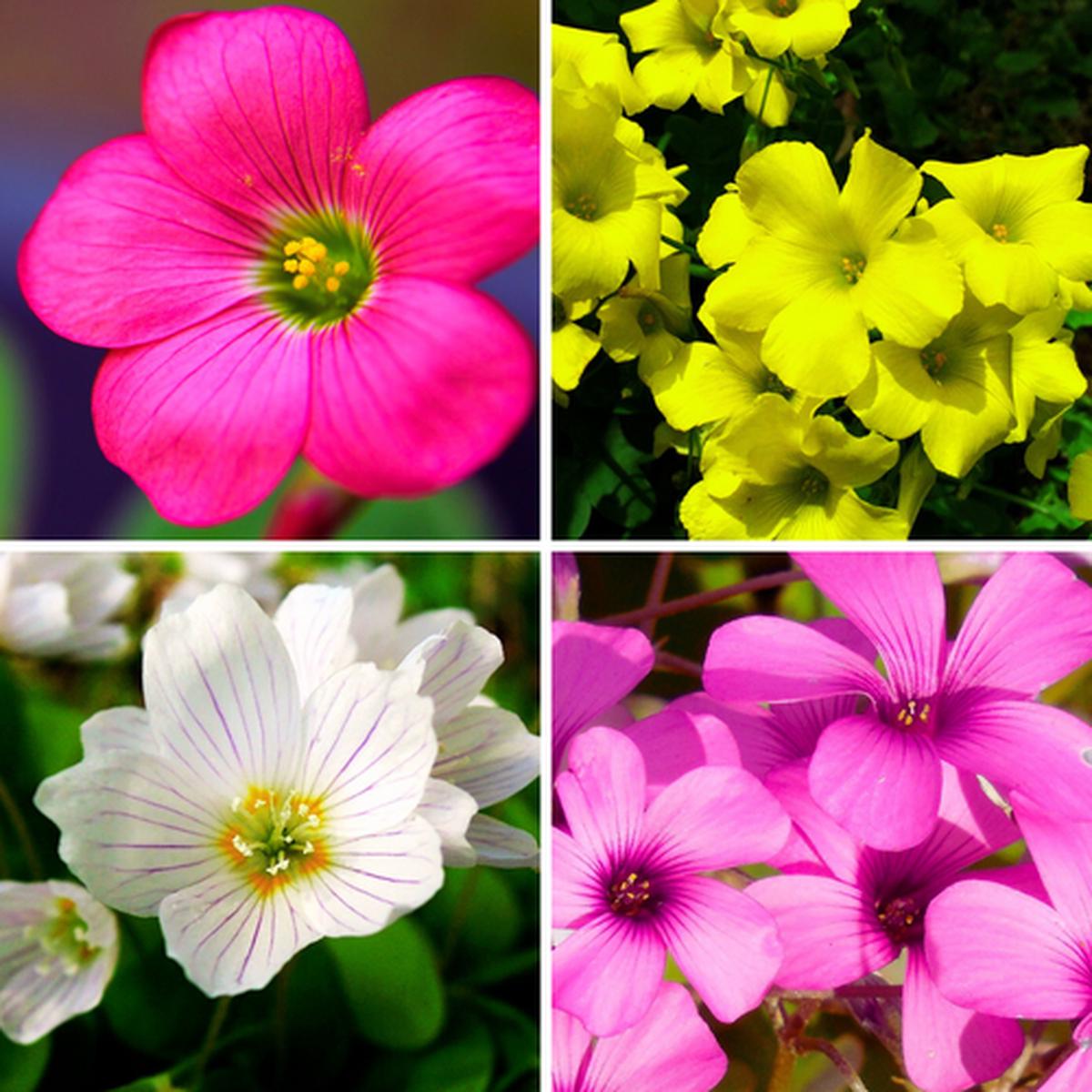 Oxalis Flower Seeds Heirloom, Non-GMO Seeds for Planting Colorful Blooms