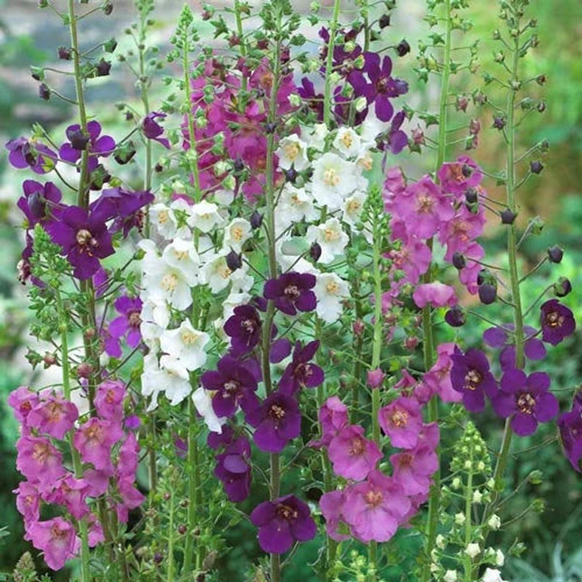 Oxtail Verbascum Flower seeds for Planting Premium Quality Heirloom & GMO Free Seeds for Home Garden