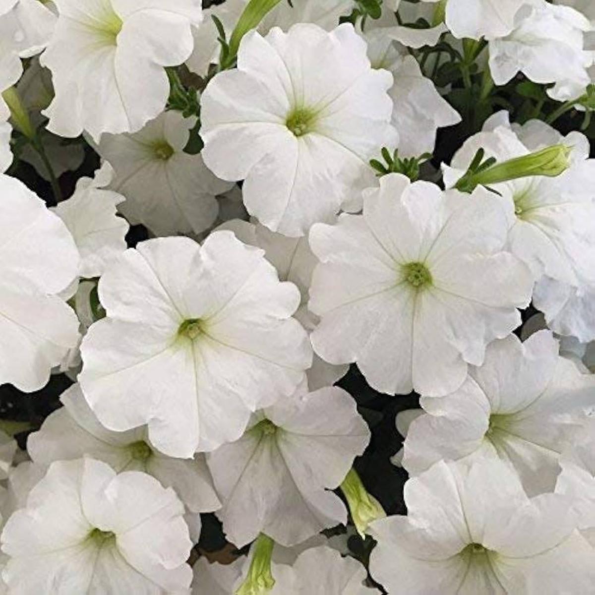 Petunia flower Petunia hybrida Trilogy Purple pelleted seeds for planting in home garden containers or vertical gardens