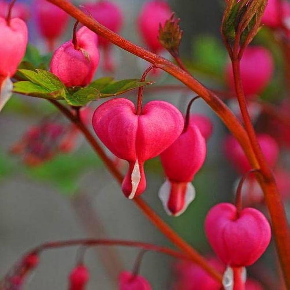 Pink Bleeding Hearts Flower seeds for Planting – Pollinator Friendly, Heirloom & GMO Free Seeds for Home Garden
