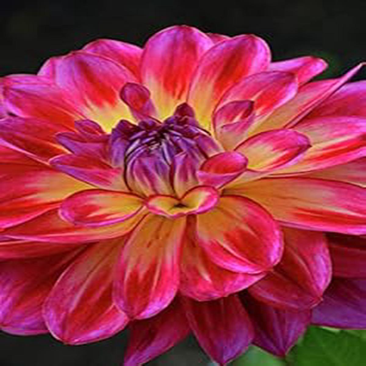 Pink Two Color Dahlia Flower Seeds for Planting Heirloom, Non-GMO, Compact Growth Organic Garden Seeds