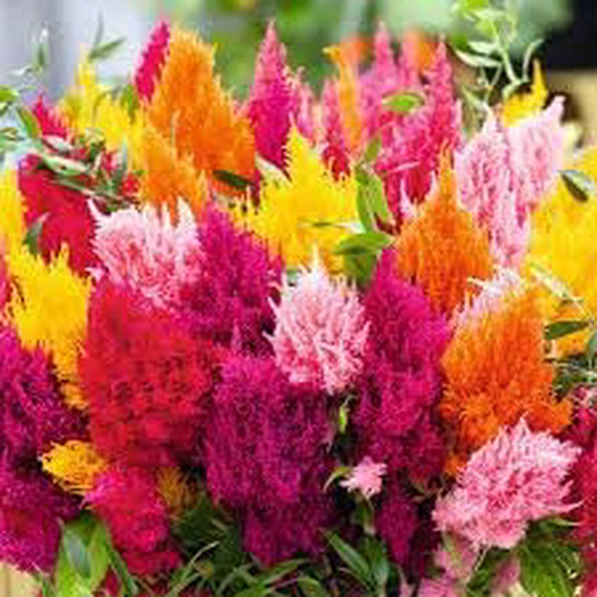 Plumed Flower seeds for Planting – Colorful Display, Heirloom & GMO Free Seeds for Home Garden