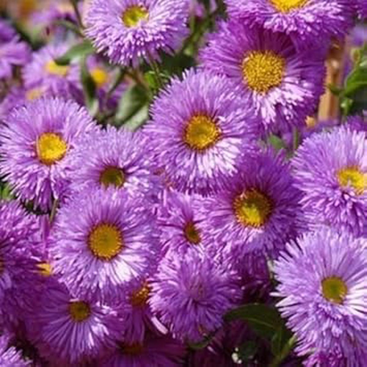 Purple Erigeron Speciosus Flower seeds for Planting – Wildflower Mix, Heirloom & GMO Free Seeds for Home Garden