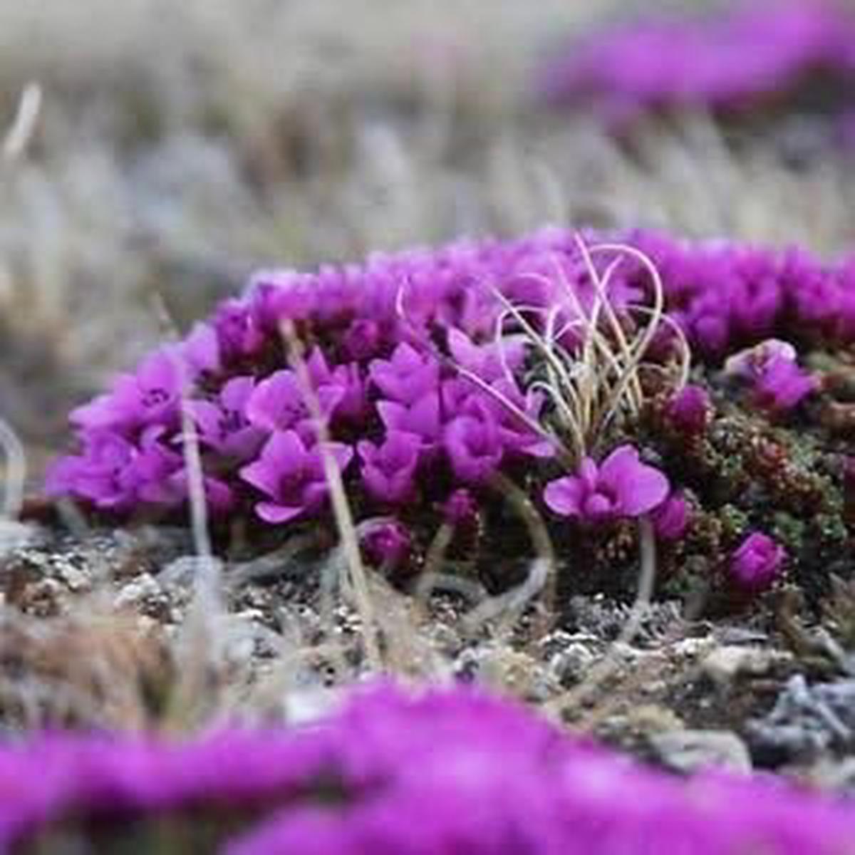 Purple Saxifraga Arendsii Flower seeds for Planting – Compact Growth, Heirloom & GMO Free Seeds for Home Garden