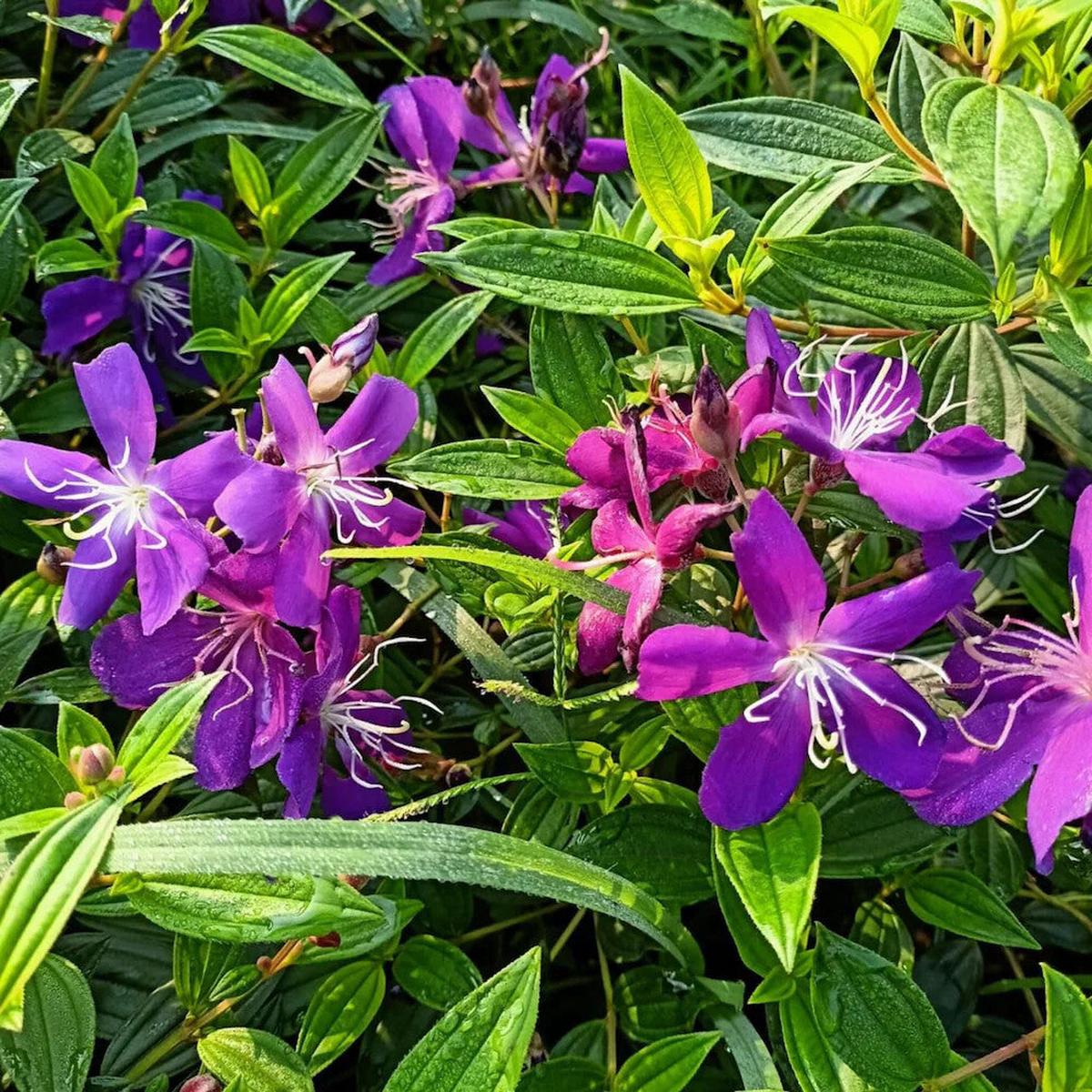 Purple Tibouchina Flower Seeds for Planting  Heirloom Non-GMO, High Germination Organic Garden Seeds