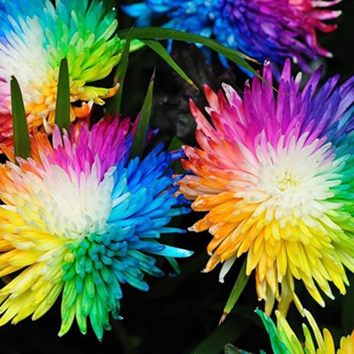 Rainbow Heuchera Fresh Seeds – New Arrival for Colorful Flora, Bee Gift