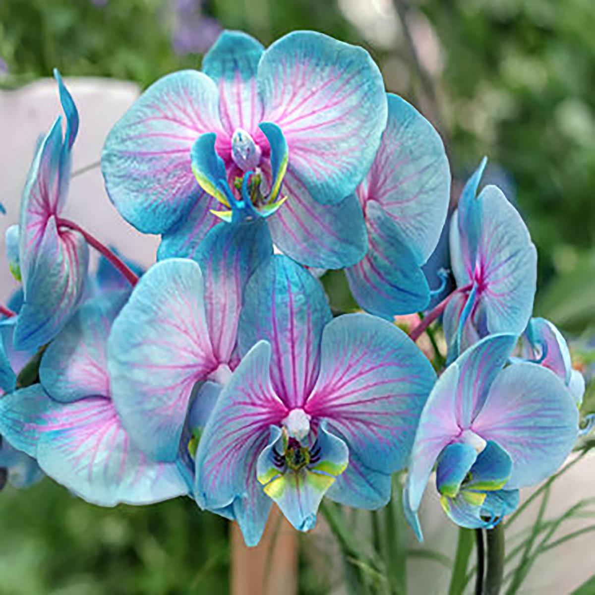 Rainbow Phalaenopsis Orchid Flower Seeds for Planting | Heirloom Non-GMO Organic Garden Seeds, Perfect for Borders, High Germination